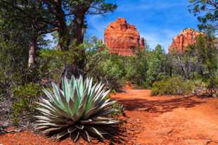 Century Plant on Cibola Pass, Sedona-9916.jpg